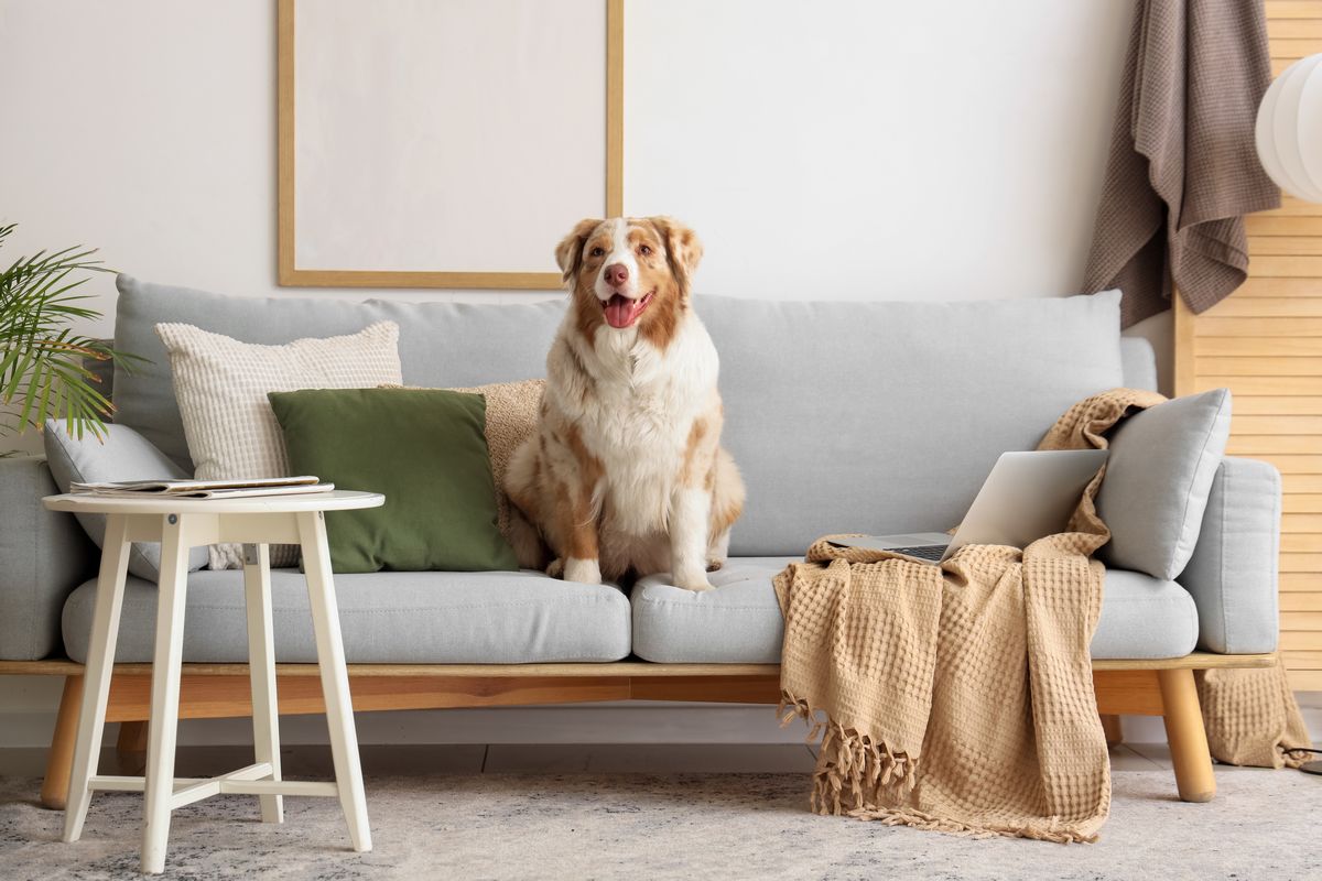 The Pros and Cons of Allowing Pets in Your Rental Property